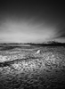 oakland tidal flats, winter 2011